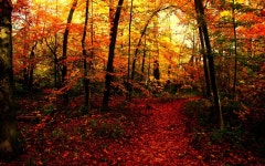ID:700458 - Wallpaper Abyss  Path in Autumn Forest HD Wallpaper | Background Image | 1920x1200 | ID:700458