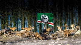 Flag Of Chechnya Full HD 壁纸 and 背景 | 1920x1080 | ID:700486