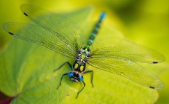 ID:770007 - Wallpaper Abyss  Dragonfly 5k Retina Ultra HD Wallpaper | Background Image | 6948x4292 | ID:770007