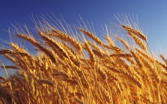 Wheat in the Wind Computer Wallpapers, Desktop Backgrounds | 1920x1200 | ID:776278