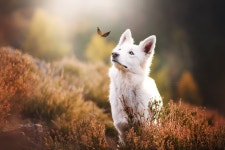 White Shepherd Full HD 壁纸 and 背景 | 2300x1533 | ID:780052