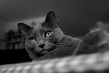Cat 4k Ultra HD Wallpaper | Background Image | 3872x2592 | ID:868122 - Wallpaper Abyss  Cat 4k Ultra HD Wallpaper | Background... 