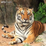 Big tiger 이미지 (178994054) - 게티이미지뱅크 178994054 - 게티이미지뱅크