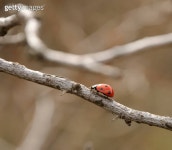 anthill 이미지 (164133844) - 게티이미지뱅크 164133844 - 게티이미지뱅크