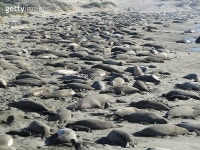 Elephant seal 이미지 (483771049) - 게티이미지뱅크 483771049 - 게티이미지뱅크