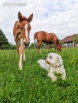 방목 이미지 - 게티이미지뱅크