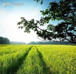 Road in meadows (a10816747) - 게티이미지뱅크 Road in  meadows (a10816747) - 게티이미지뱅크