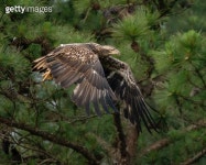 Barn Owl Portrait 이미지 (1488465873) - 게티이미지뱅크 1488465873 - 게티이미지뱅크