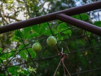 Passion fruit on the cutting board 이미지 (486893428) - 게티이미지뱅크 486893428 - 게티이미지뱅크