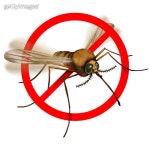 No Mosquitos (1495187928) - 게티이미지뱅크