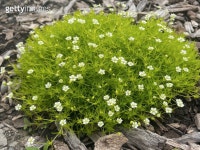 Rustic focaccia sandwich 이미지 (183796189) - 게티이미지뱅크 183796189 - 게티이미지뱅크