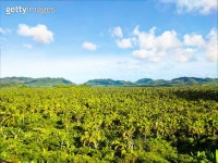 Coconut Plantation 이미지 (482381482) - 게티이미지뱅크 482381482 - 게티이미지뱅크