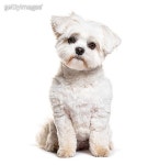 동물체 이미지 - 게티이미지뱅크