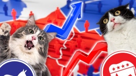 J.D. Vance Childless Cat Lady Clip Affecting Pet Adoptions, Animal Shelters Say