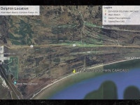 Dolphin That Washed Ashore in Louisiana Was Shot & Killed, Officials Say