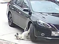 Chubby Dog Run Over by Car, Unharmed Due to Protective Layer, on Video