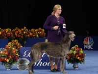 National Dog Show Champion Has Won Back-to-Back Titles