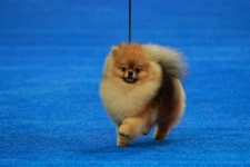 The National Dog Show Presented by Purina