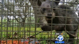 El Chupacabra -- Found in Texas (Allegedly)