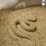 뱀의 위장 클라스