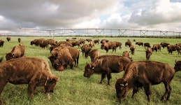 Can a Startup Transform General Mills? The Saga of Epic Provisions