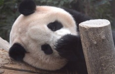 더쿠 - 얼큰하니까 푸바오다