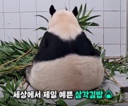더쿠 - 삼각김밥 + 토끼귀