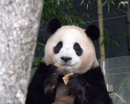 더쿠 - 용인에서 잘 놀던 아기 판다🐼