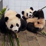 더쿠 - 루이 대나무 먹을때마다 얼큰해지는겈ㅋㅋㅋㅋㅋㅋ