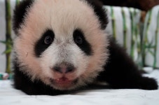 더쿠 - ㅇㅂㅇ ?? : 이제 카츄샤라고 불러주세요