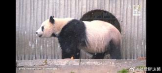 더쿠 - 친구바오 샤오치지 여전히 뚱쭝해요 🐼.jpg