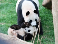 더쿠 - 루이 어제 엄마랑 진짜 재밌게 놀았다더니 ㅋㅋ