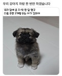 더쿠 - 우리 강아지 자랑 한번 하겠습니다