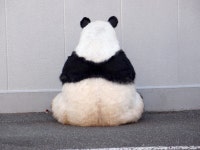 더쿠 - ㅇㅂㅇ) 판다 인형탈 진짜 판다같아