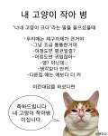 더쿠 - 내 고양이 작아 병