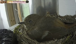 더쿠 - 다른 새끼 새 다 죽이면서까지 남의 둥지에서 자라는 뻐꾸기