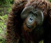 더쿠 - 난 혹성탈출 시리즈 중에서 모리스가 젤 좋아