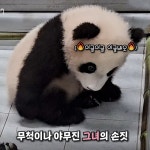 더쿠 - 앉아있는자세 넘 귀여워 눈물나 ㅠㅠㅠㅠㅠ