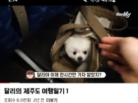 더쿠 - 달리 견주 미주행 아닌 비행기에서도 케이지 열고 음식먹인적 있음