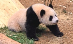 더쿠 - 어제 루이