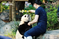 더쿠 - 이름은 얌전하단 뜻인데 하나도 안 얌전한 중국 아기 판다 웬징 🐼