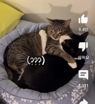 더쿠 - 우애 깊은 자매 춘봉 & 첨지 🐱🐱 ㅋㅋㅋㅋㅋㅋㅋㅋ