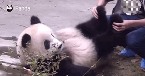 더쿠 - 멍가네 유일한 롱다리 멍얼이가 롱다리 판다로 자란 비결 🐼