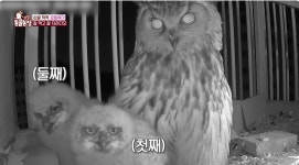 더쿠 - 동물농장 저번주 레전드 회차 수리부엉이 가족과 둘째 이야기.jpg