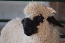 더쿠 - 만화 캐릭터 같이 생긴 스위스 토종 동물 ‘검은코양’