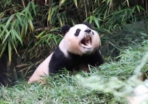 더쿠 - 용인에서 잘 놀던 아기 판다🐼