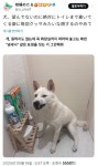 더쿠 - 화장실 갈 때 꼭 따라오는 강아지.jpg