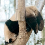 더쿠 - 후이는 점말 뚁땽해