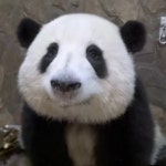 더쿠 - 최근 화화(허화) 얼빡샷 🐼