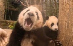 더쿠 - 루이는 쨔즌나!!!!